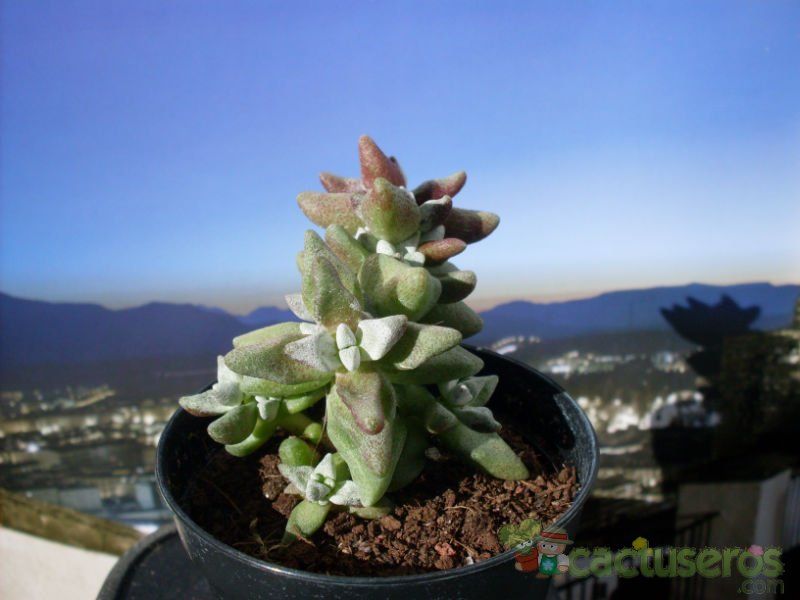 Una foto de Crassula deltoidea  
