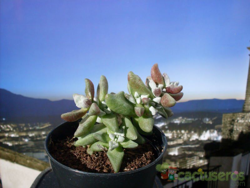 Una foto de Crassula deltoidea  