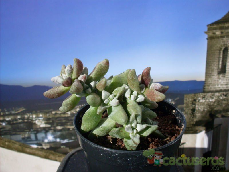 Una foto de Crassula deltoidea  