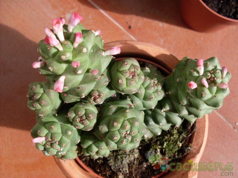 Una foto de Euphorbia ritchiei subsp. nyambensis