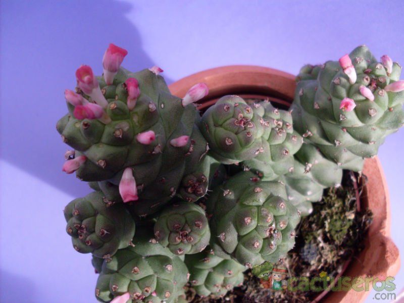 Una foto de Euphorbia ritchiei subsp. nyambensis