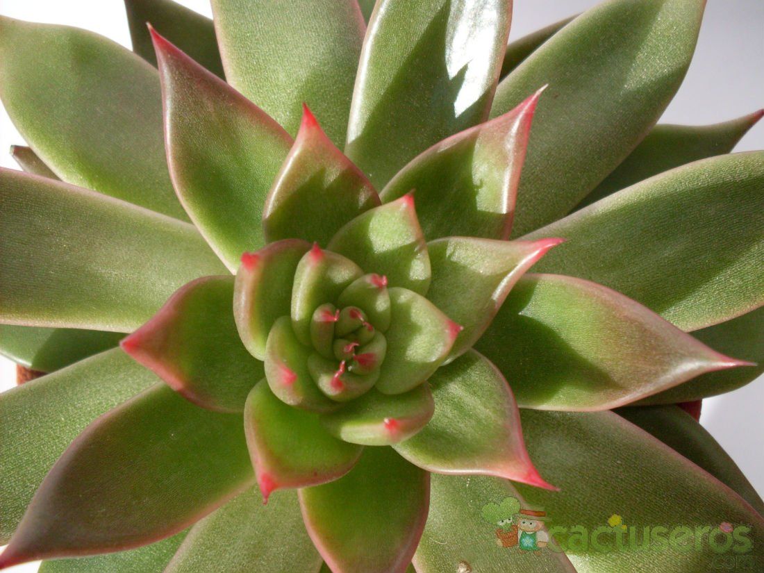 Una foto de Echeveria agavoides 