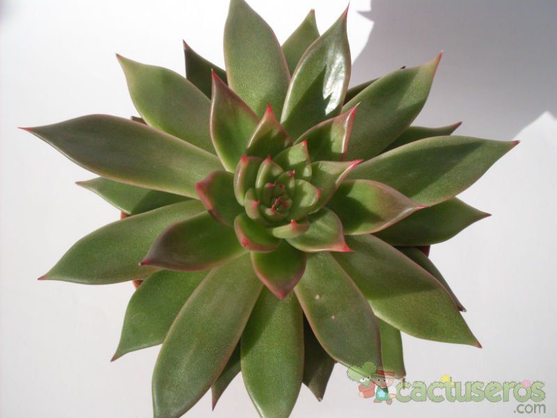 Una foto de Echeveria agavoides 
