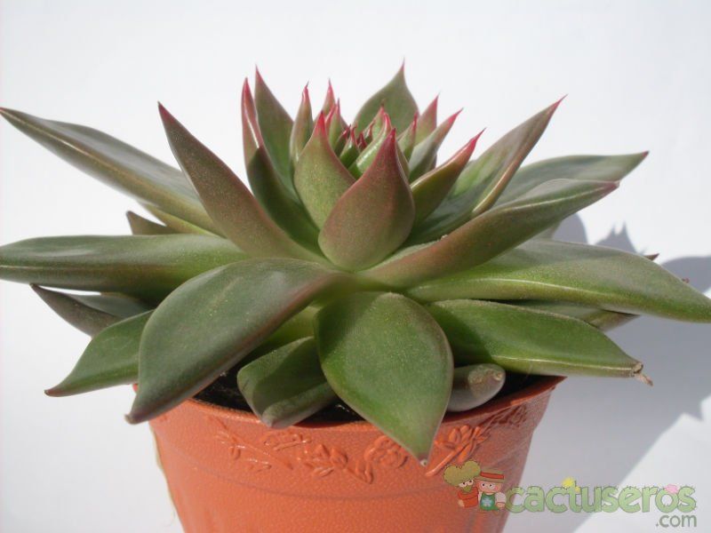Una foto de Echeveria agavoides 