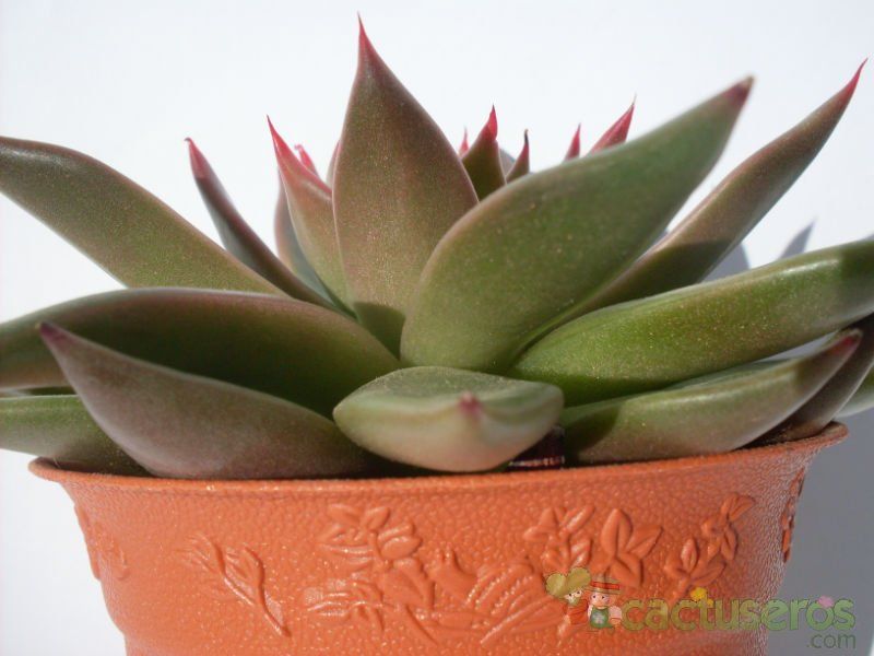 Una foto de Echeveria agavoides 