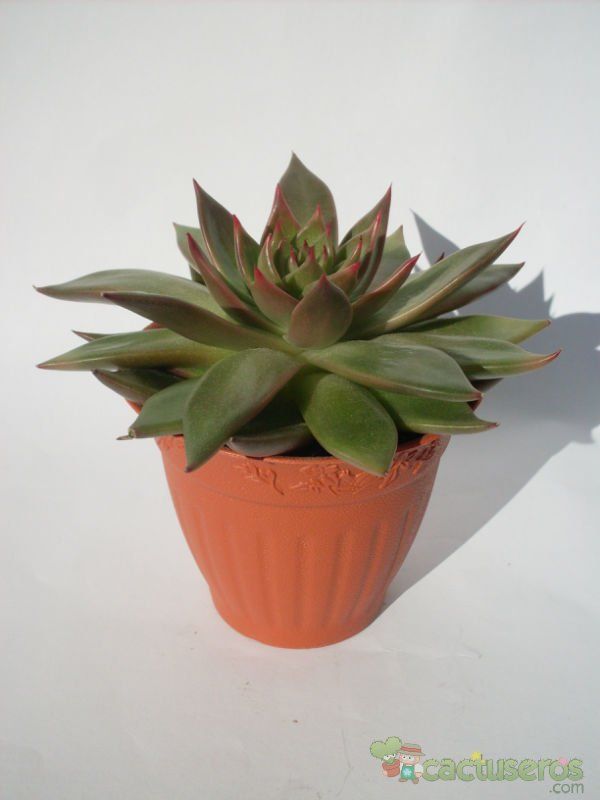 Una foto de Echeveria agavoides 
