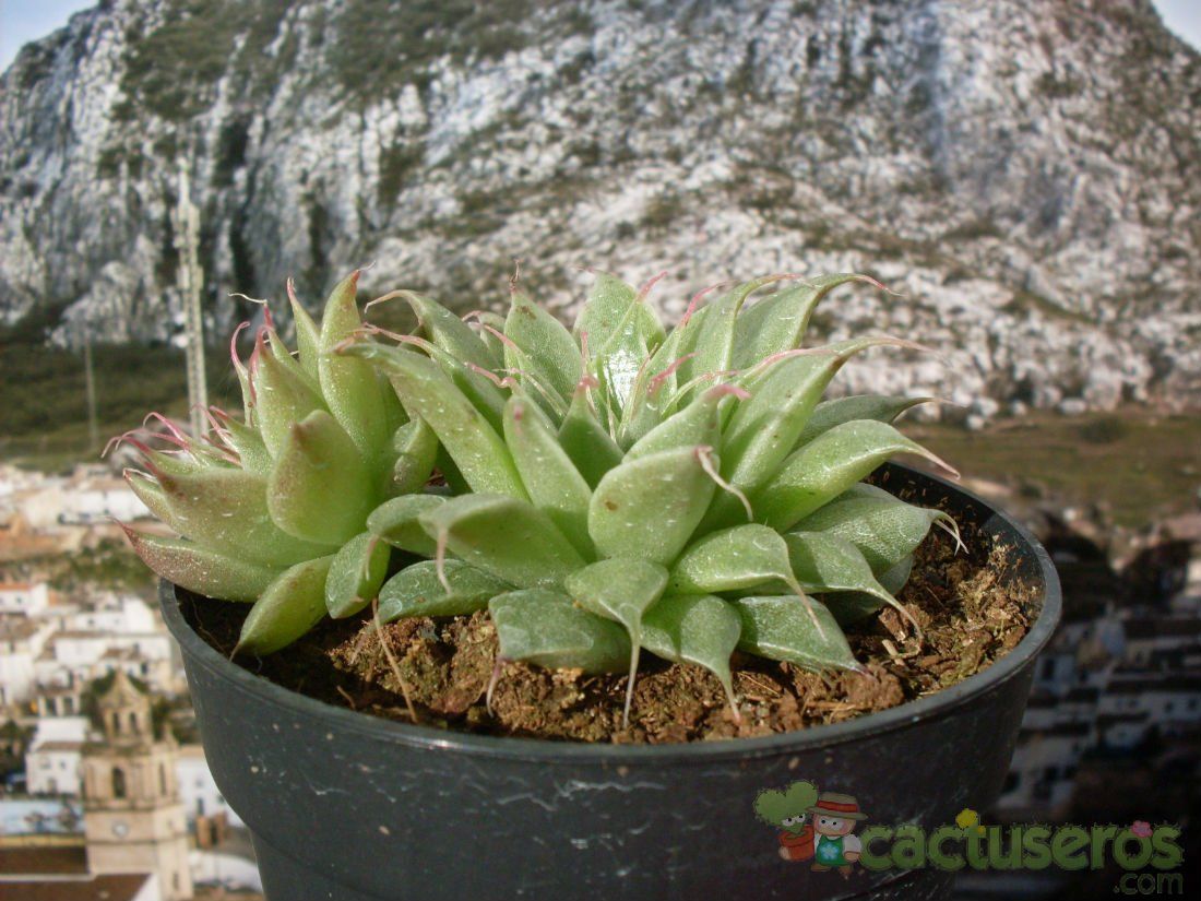 A photo of Graptopetalum filiferum