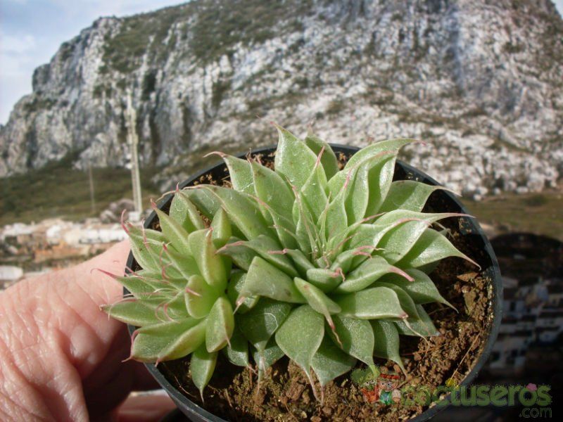 A photo of Graptopetalum filiferum