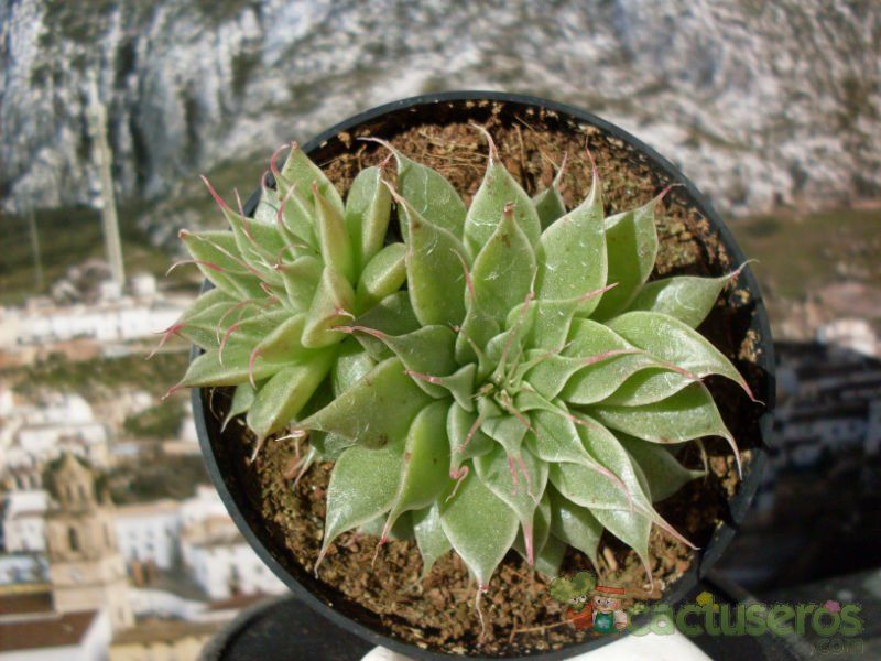A photo of Graptopetalum filiferum