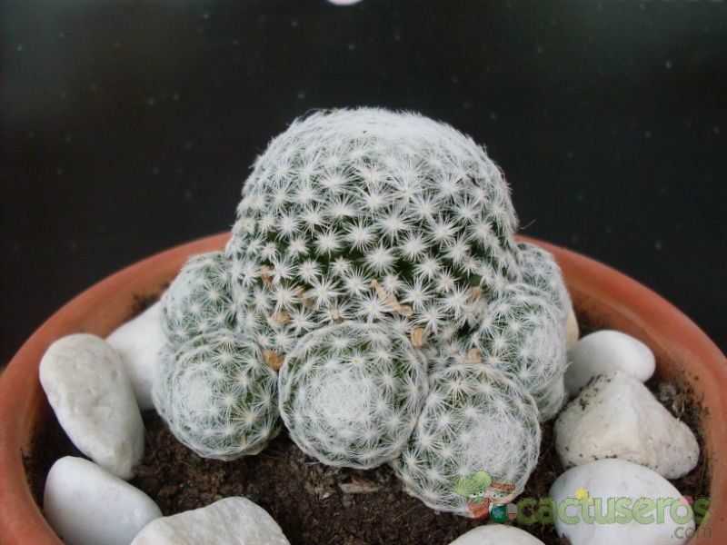 Una foto de Mammillaria humboldtii