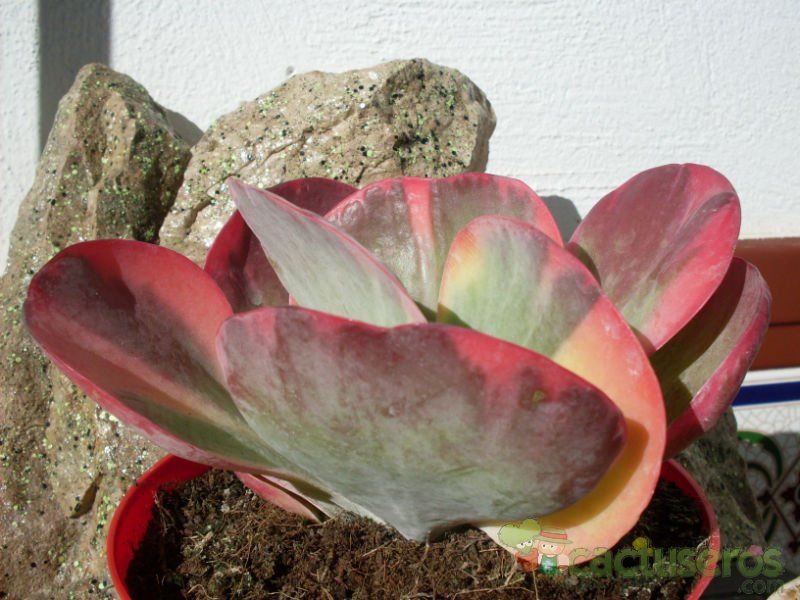 Una foto de Kalanchoe tetraphylla