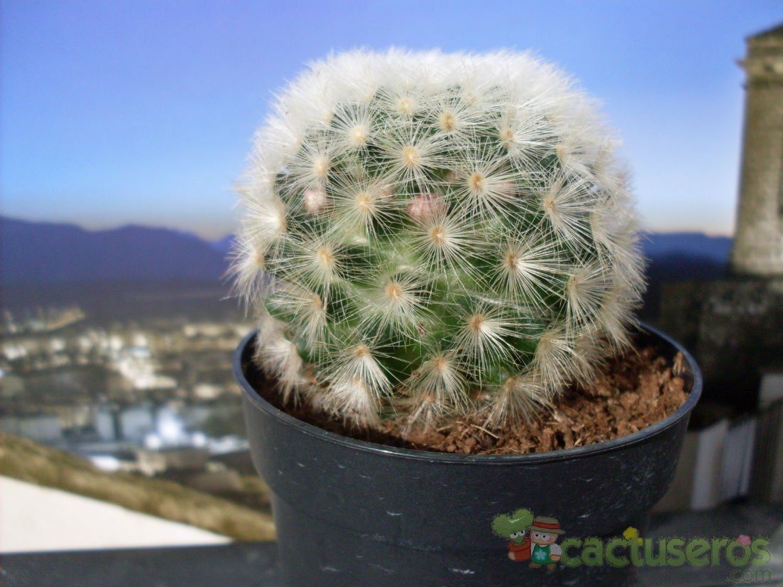 A photo of Mammillaria carmenae