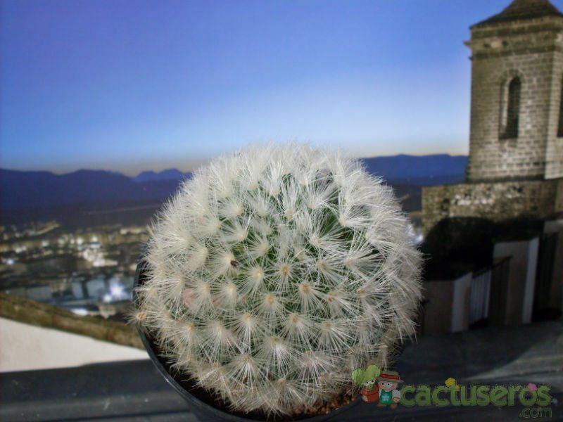 A photo of Mammillaria carmenae