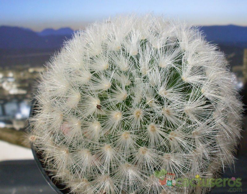 A photo of Mammillaria carmenae