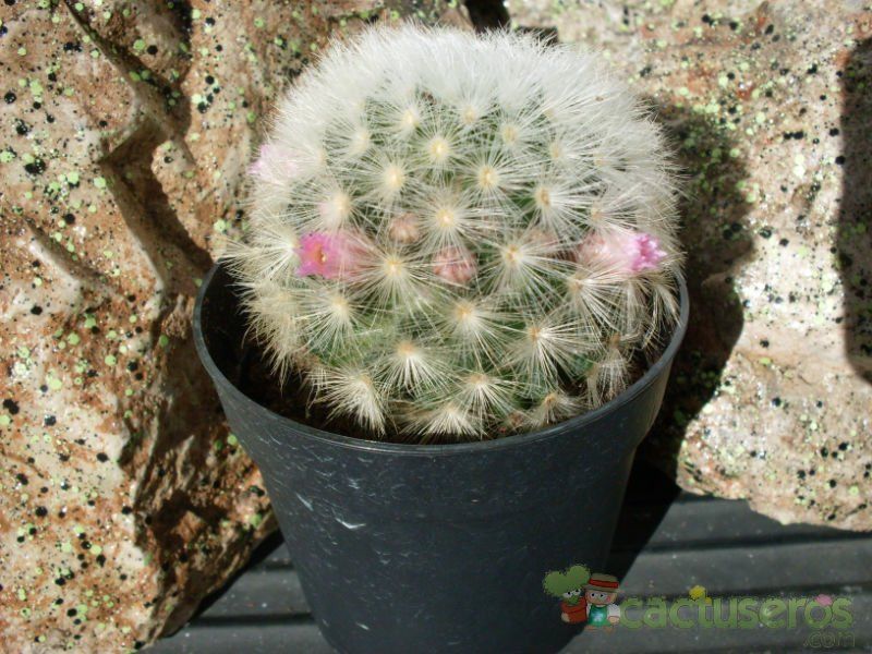 A photo of Mammillaria carmenae