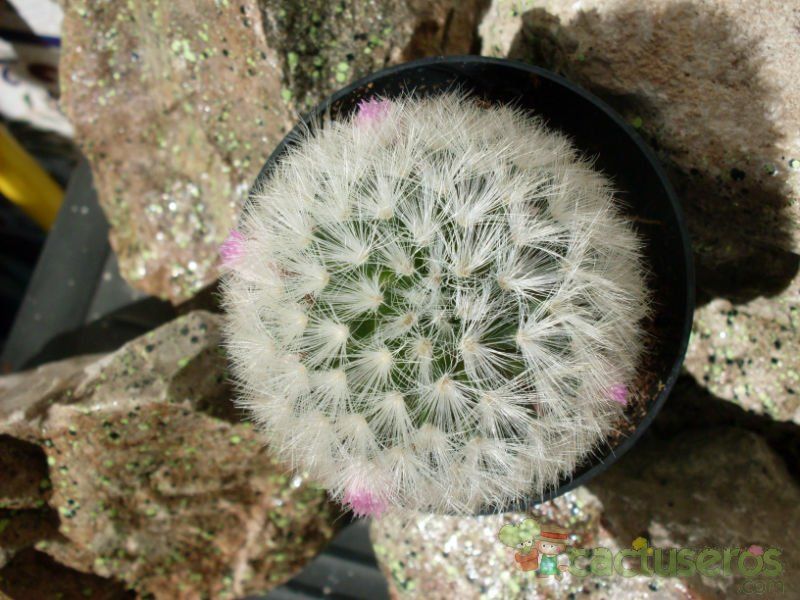 A photo of Mammillaria carmenae