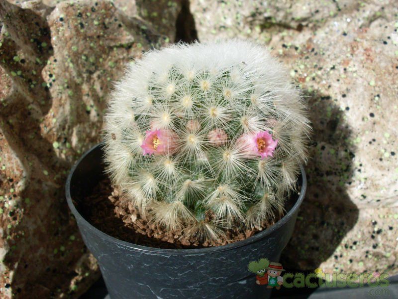 A photo of Mammillaria carmenae