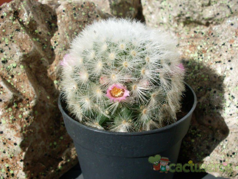 A photo of Mammillaria carmenae