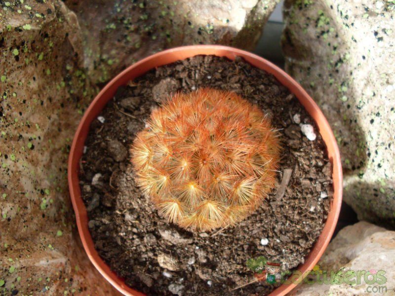 Una foto de Mammillaria carmenae