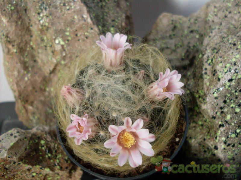 A photo of Mammillaria aureilanata