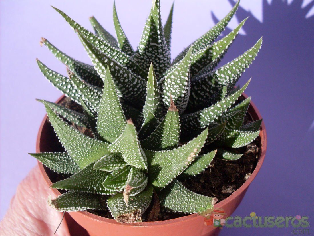 Una foto de Haworthia fasciata cv. concolor