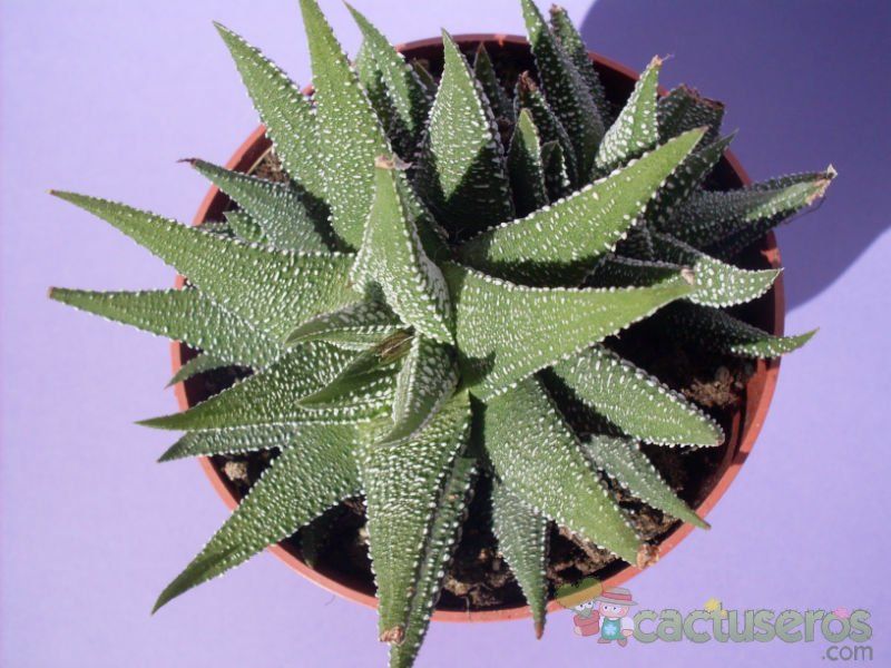 Una foto de Haworthia fasciata cv. concolor