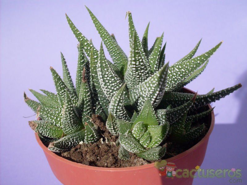 Una foto de Haworthia fasciata cv. concolor