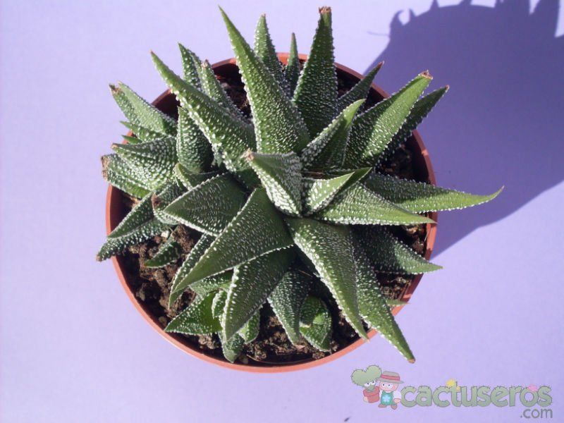 Una foto de Haworthia fasciata cv. concolor