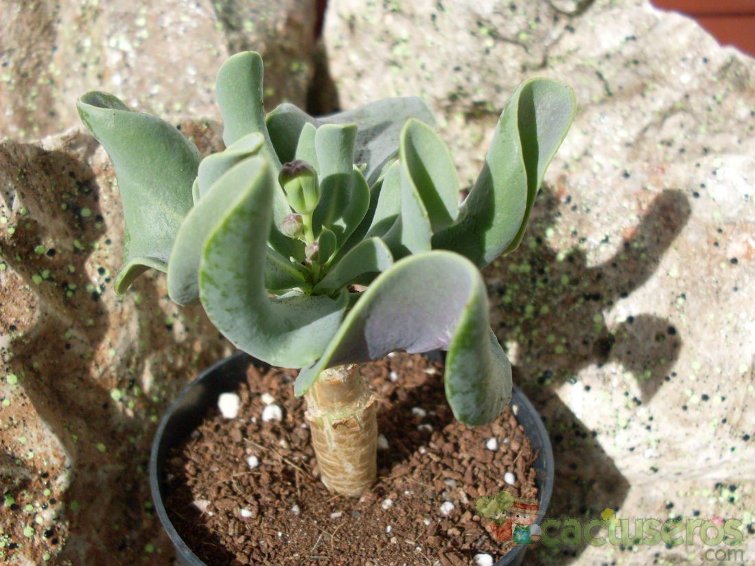 Una foto de Othonna sonchifolia  