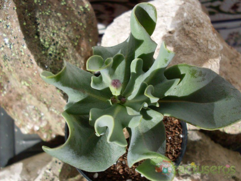 A photo of Othonna sonchifolia  