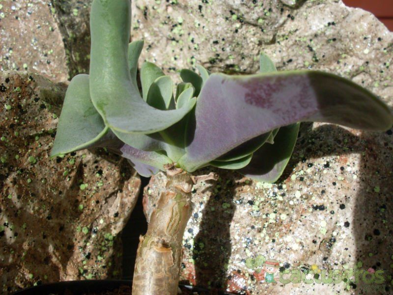 Una foto de Othonna sonchifolia  