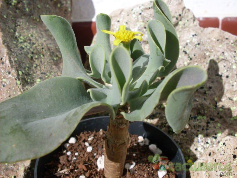 A photo of Othonna sonchifolia  