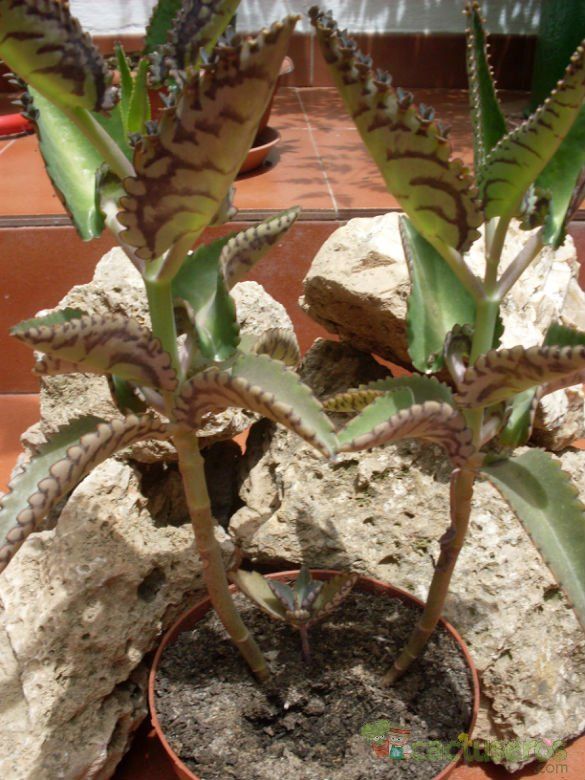 A photo of Kalanchoe daigremontiana  