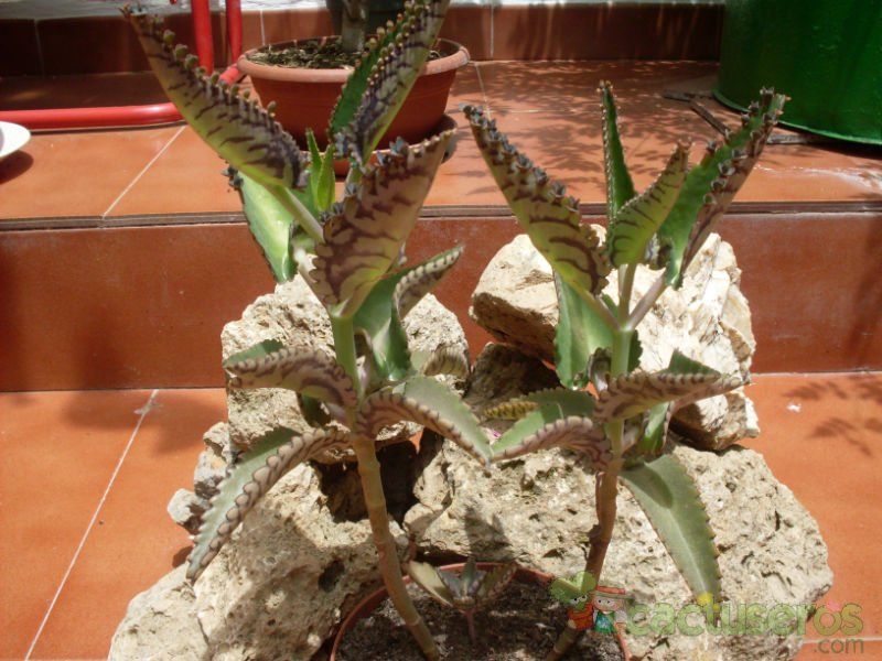 A photo of Kalanchoe daigremontiana  