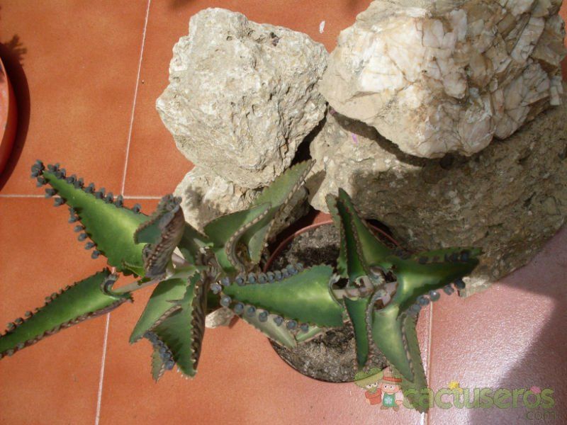 A photo of Kalanchoe daigremontiana  