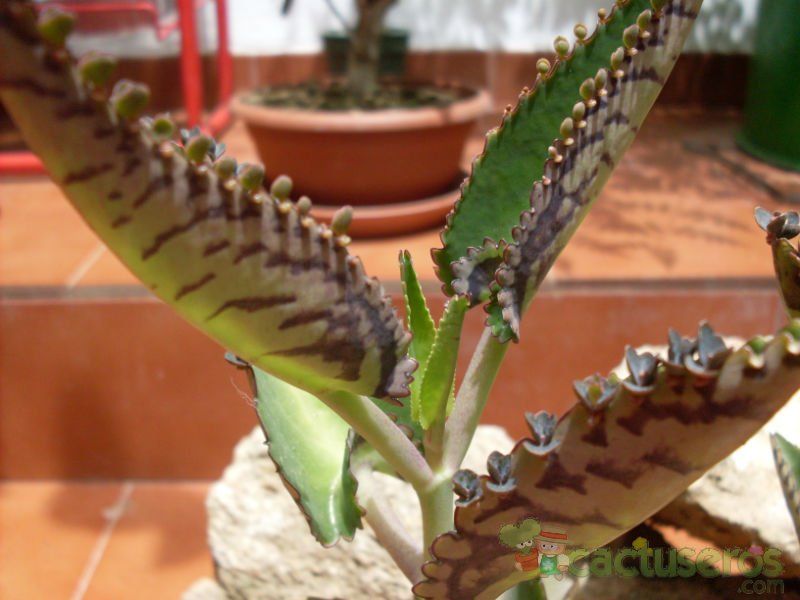 A photo of Kalanchoe daigremontiana  