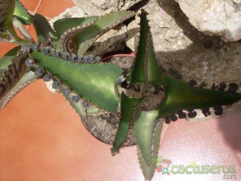 A photo of Kalanchoe daigremontiana  