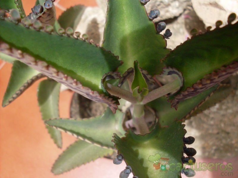 A photo of Kalanchoe daigremontiana  