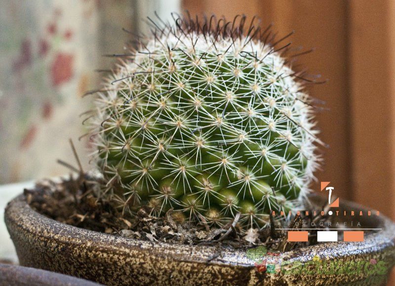 A photo of Mammillaria alamensis