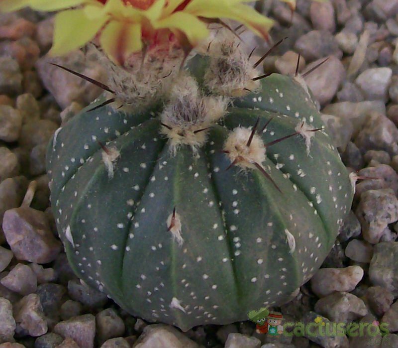 A photo of Astrophytum asterias x Astrophytum capricorne AS-CAP (Hibrido)