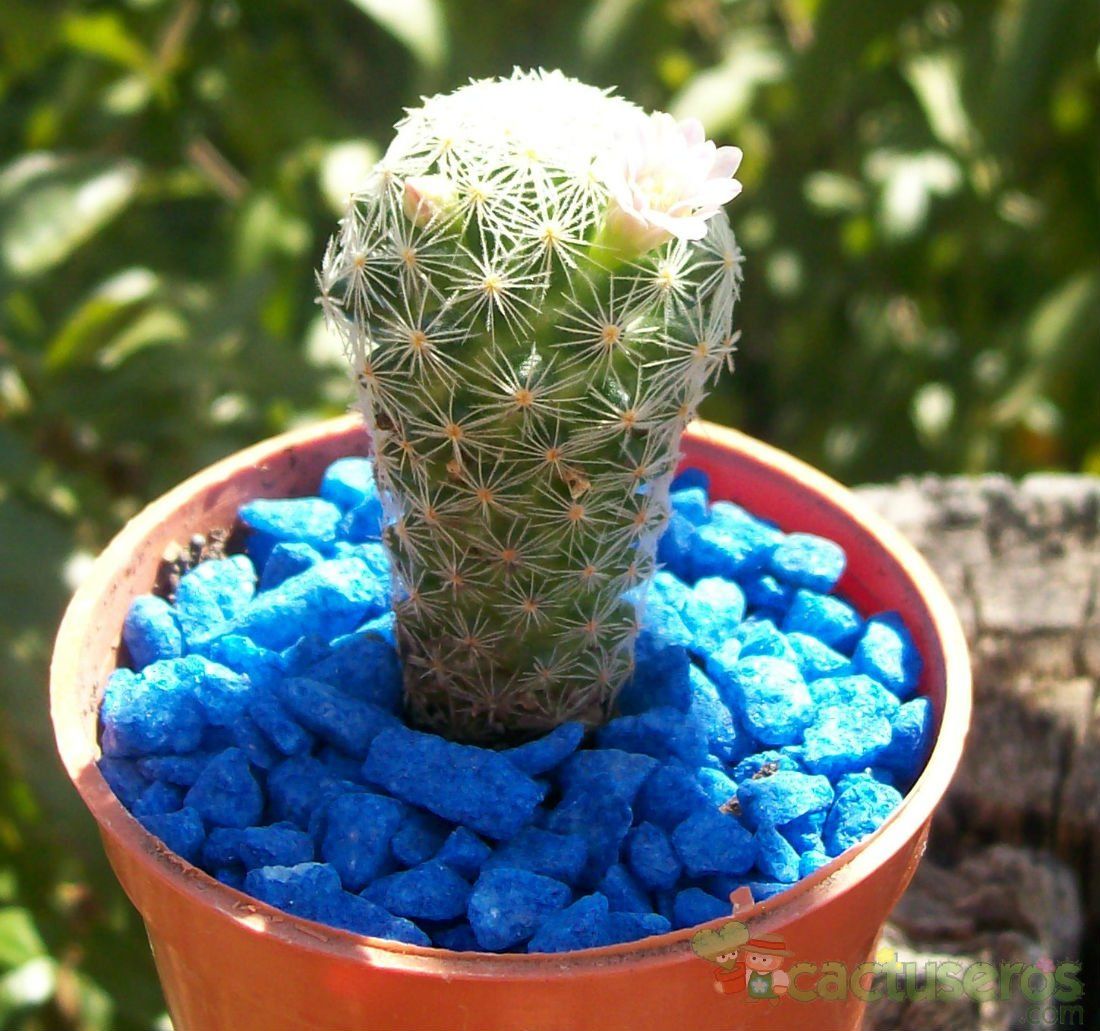 A photo of Mammillaria schiedeana ssp. giselae