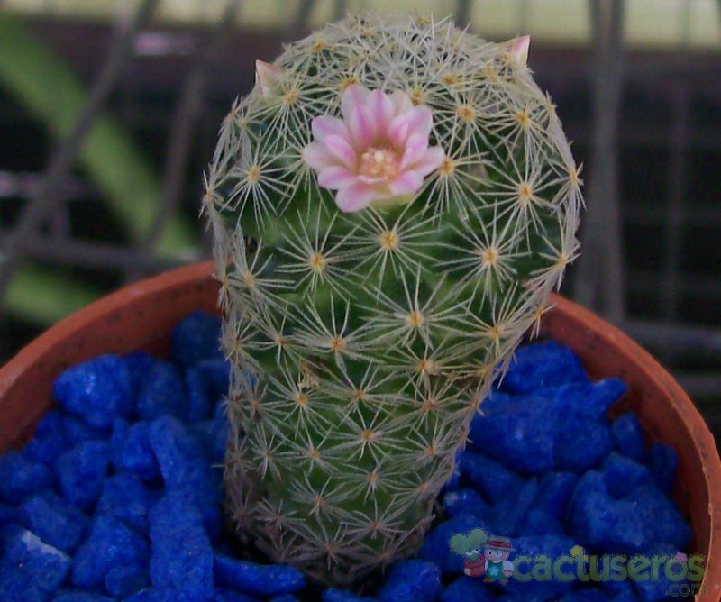 A photo of Mammillaria schiedeana ssp. giselae