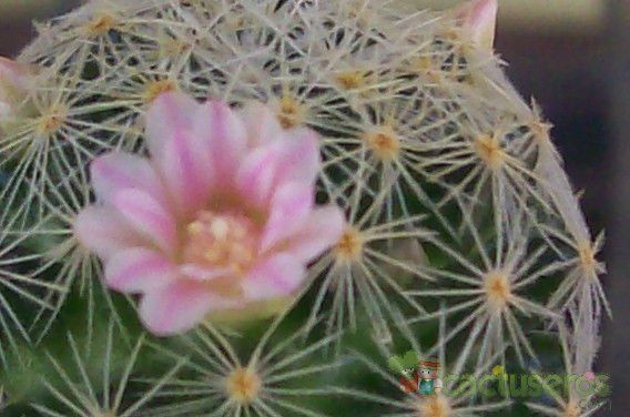 A photo of Mammillaria schiedeana ssp. giselae