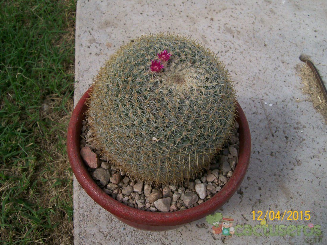 A photo of Mammillaria muehlenpfordtii