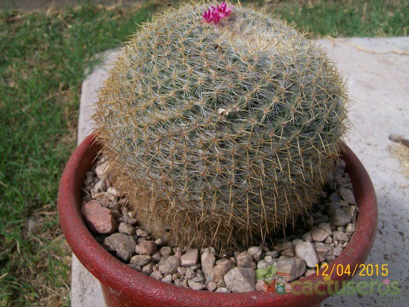 A photo of Mammillaria muehlenpfordtii