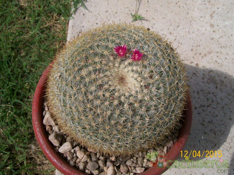A photo of Mammillaria muehlenpfordtii
