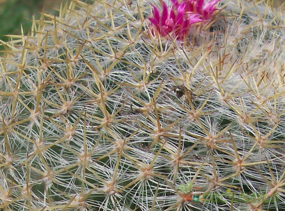 A photo of Mammillaria muehlenpfordtii