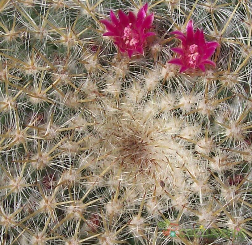 A photo of Mammillaria muehlenpfordtii