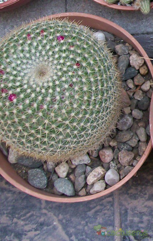 A photo of Mammillaria muehlenpfordtii