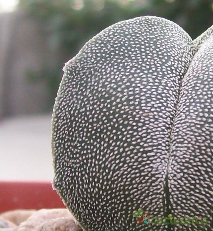 A photo of Astrophytum myriostigma quadricostatum